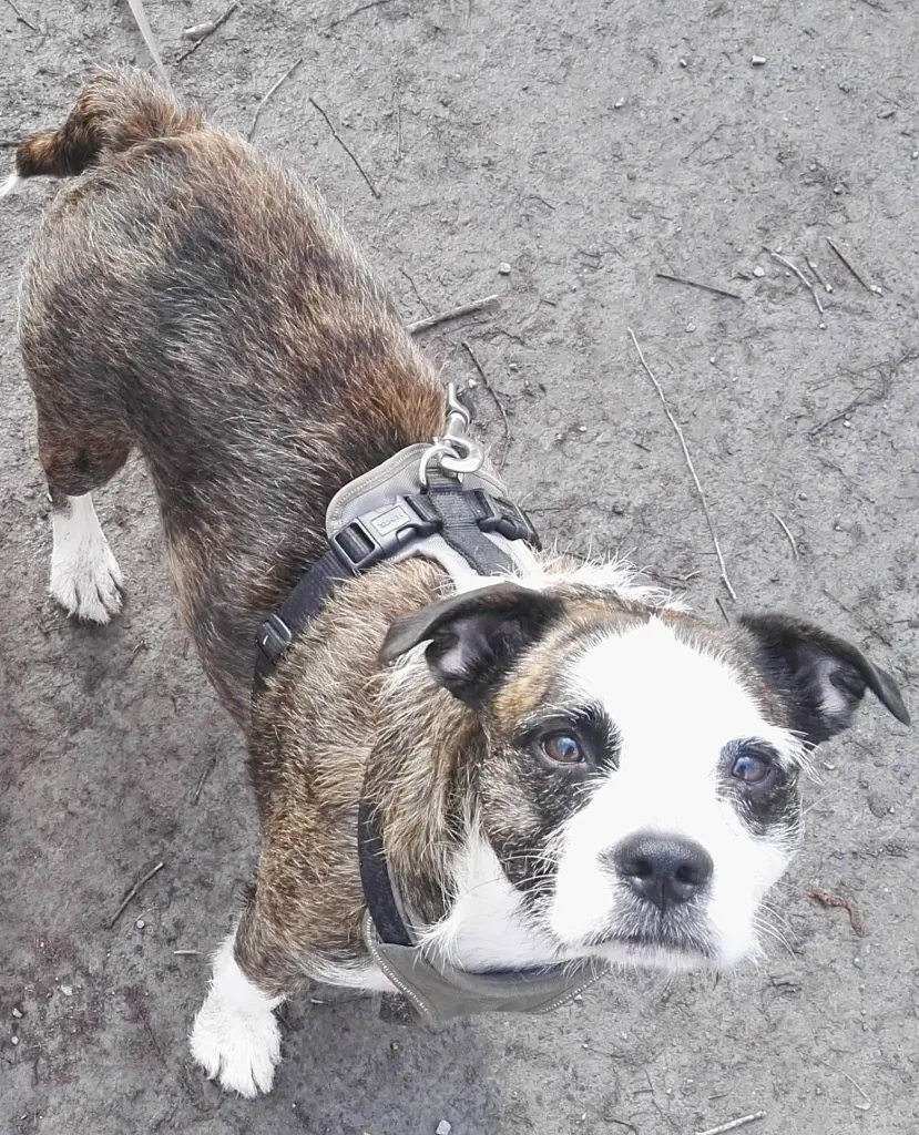 französische Bulldogge - Tibet Terrier