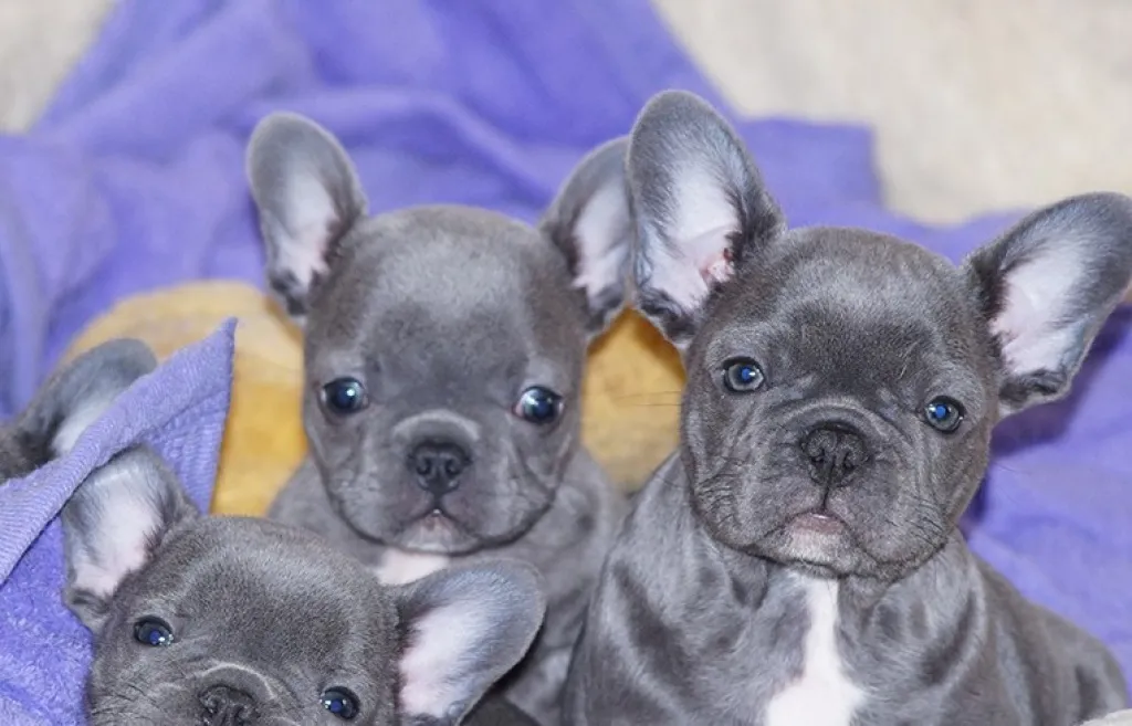 Blaue Französische Bulldoggen Welpen mit papieren 12 wochen alt WhatsApp(0049151