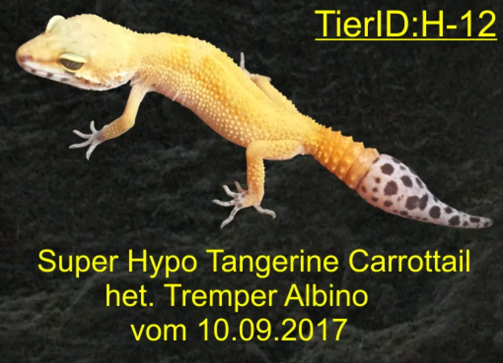 Leopardgecko Weibchen vom 10.09.2021
