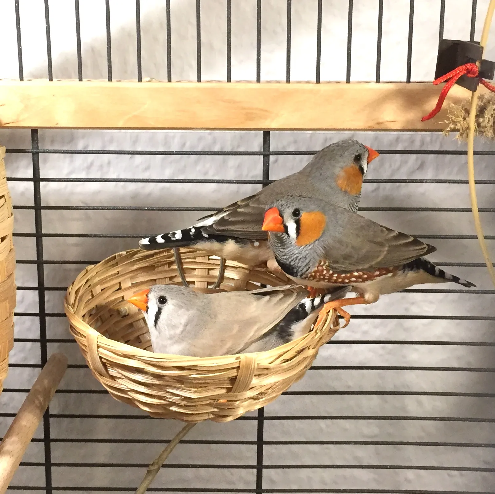 3 Zebrafinken zu verschenken