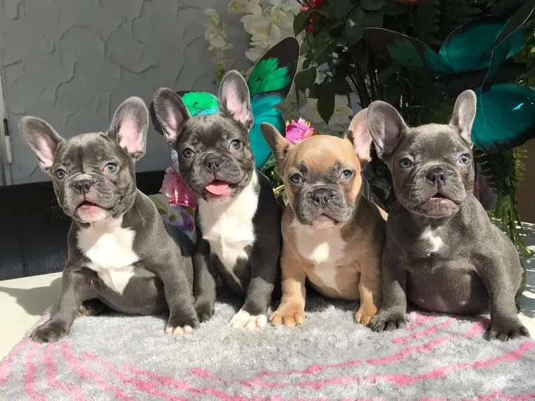 Französische Bulldogg Welpen