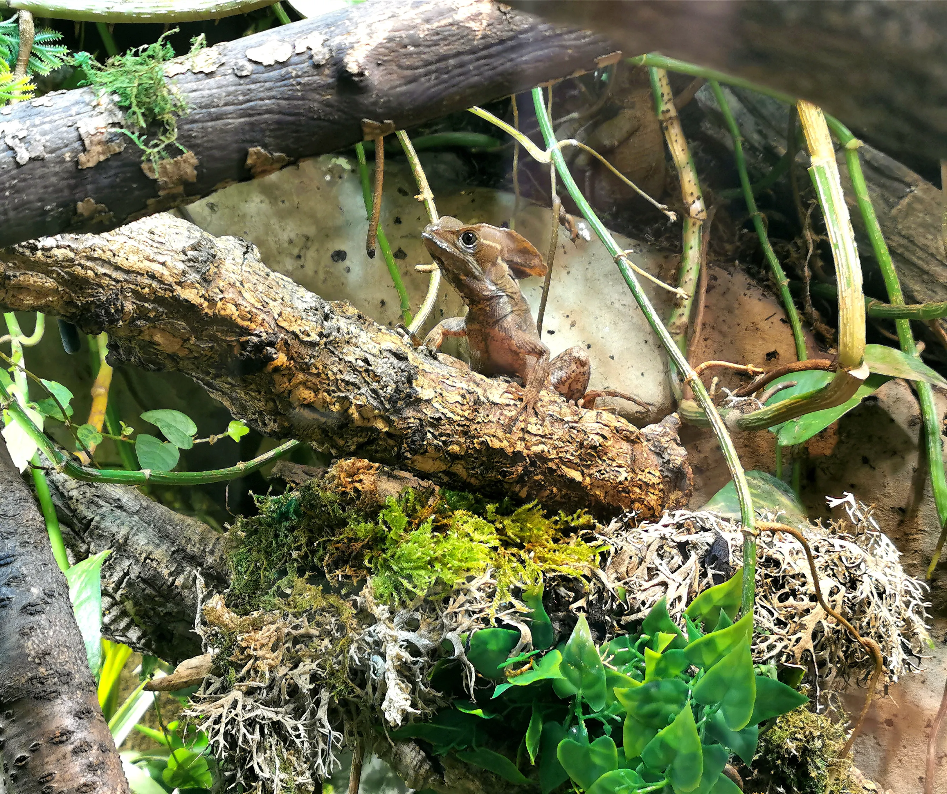 Streifenbasilisken  basiliscus vittatus