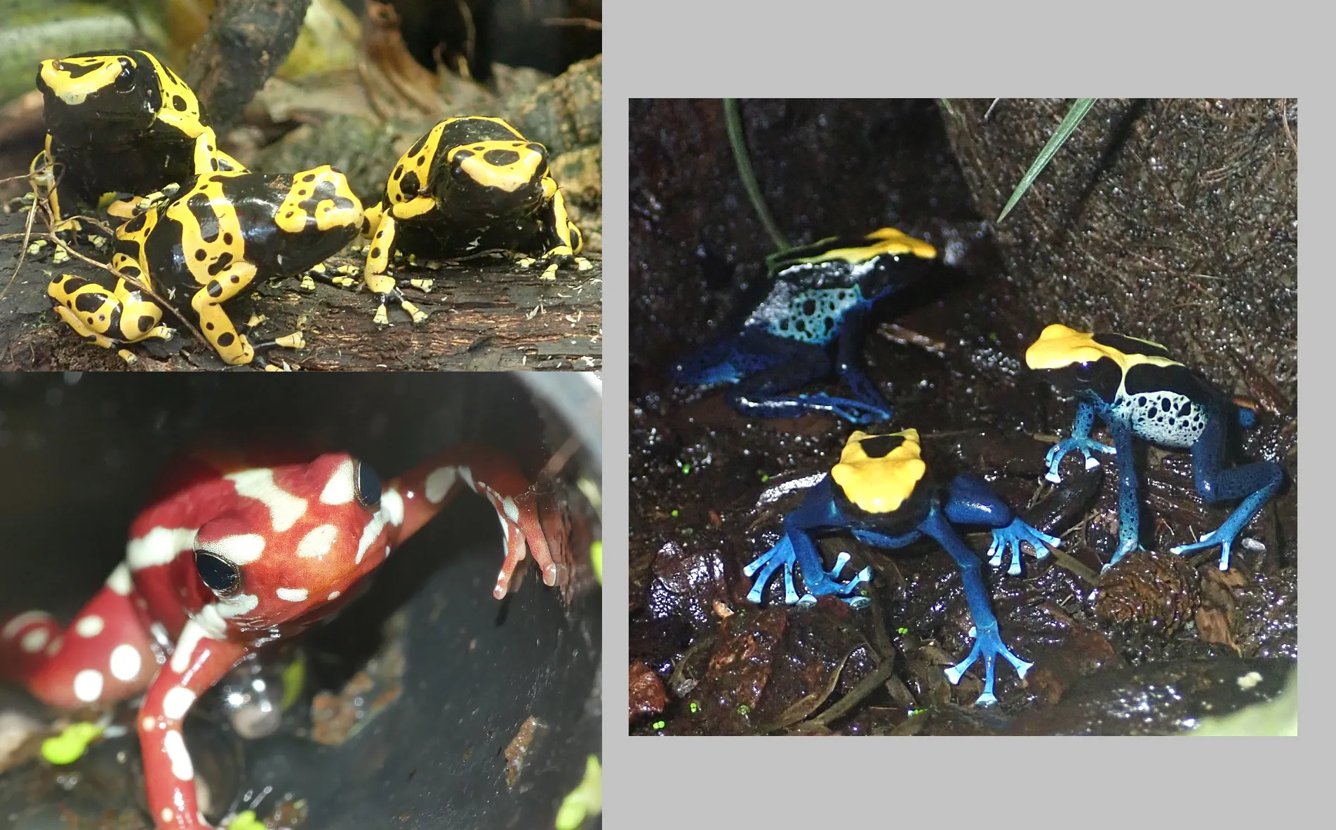 Dendrobaten   Pfeilgiftfrösche subadult, abzugeben – Bild 1