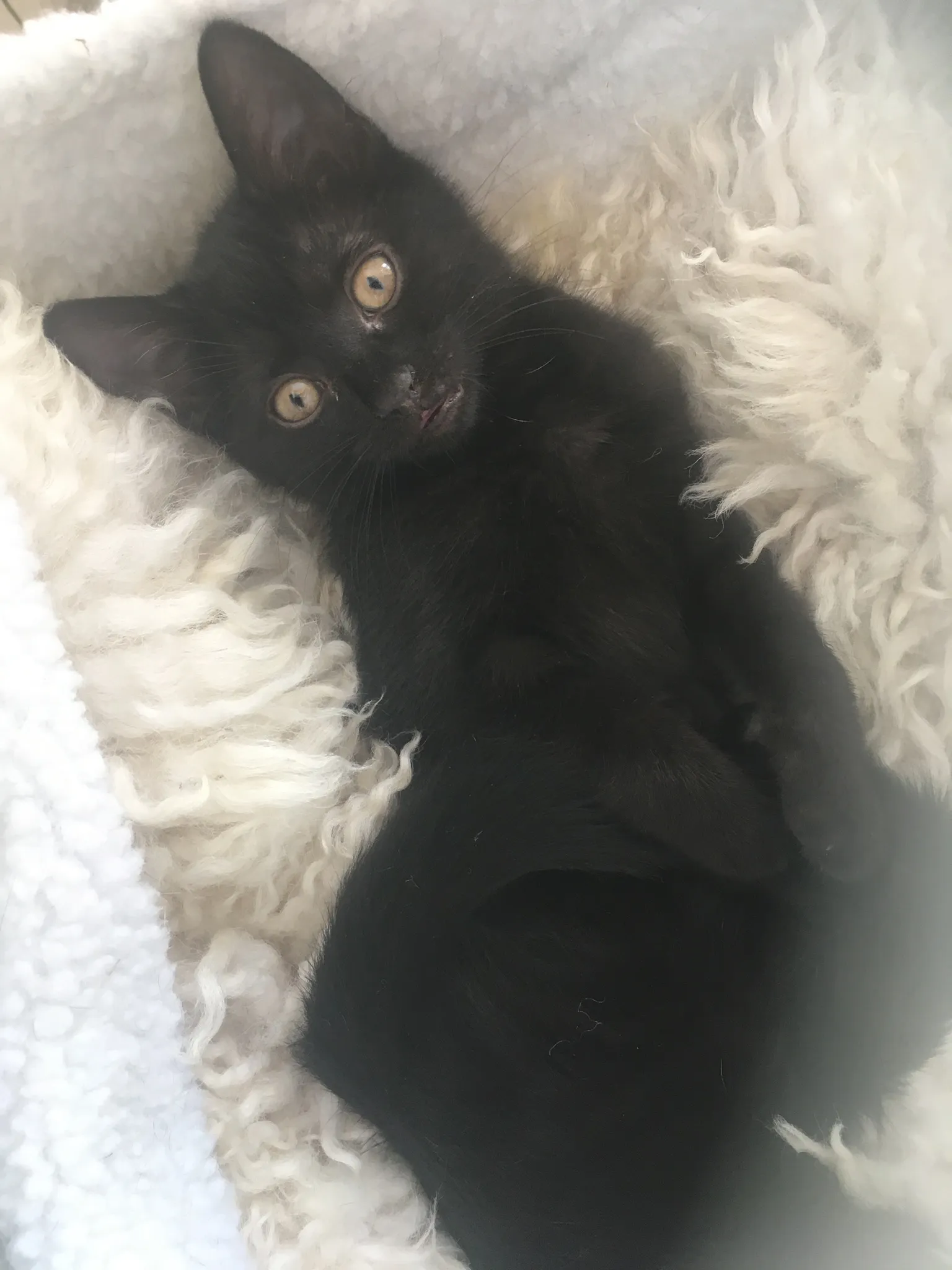 Schwarze kitten - Lackschwarze Schönheiten