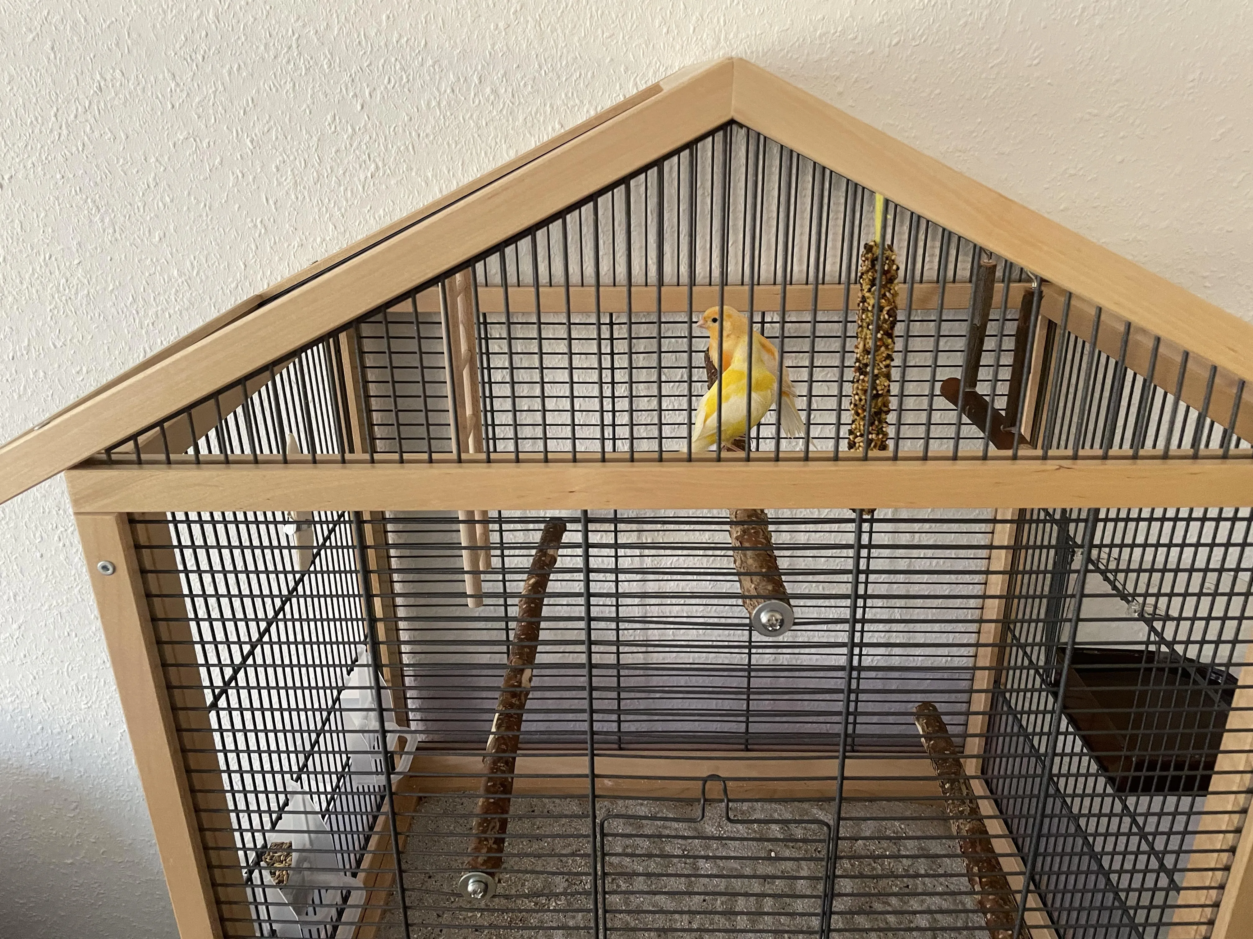 verschenken von Kanarienvögel