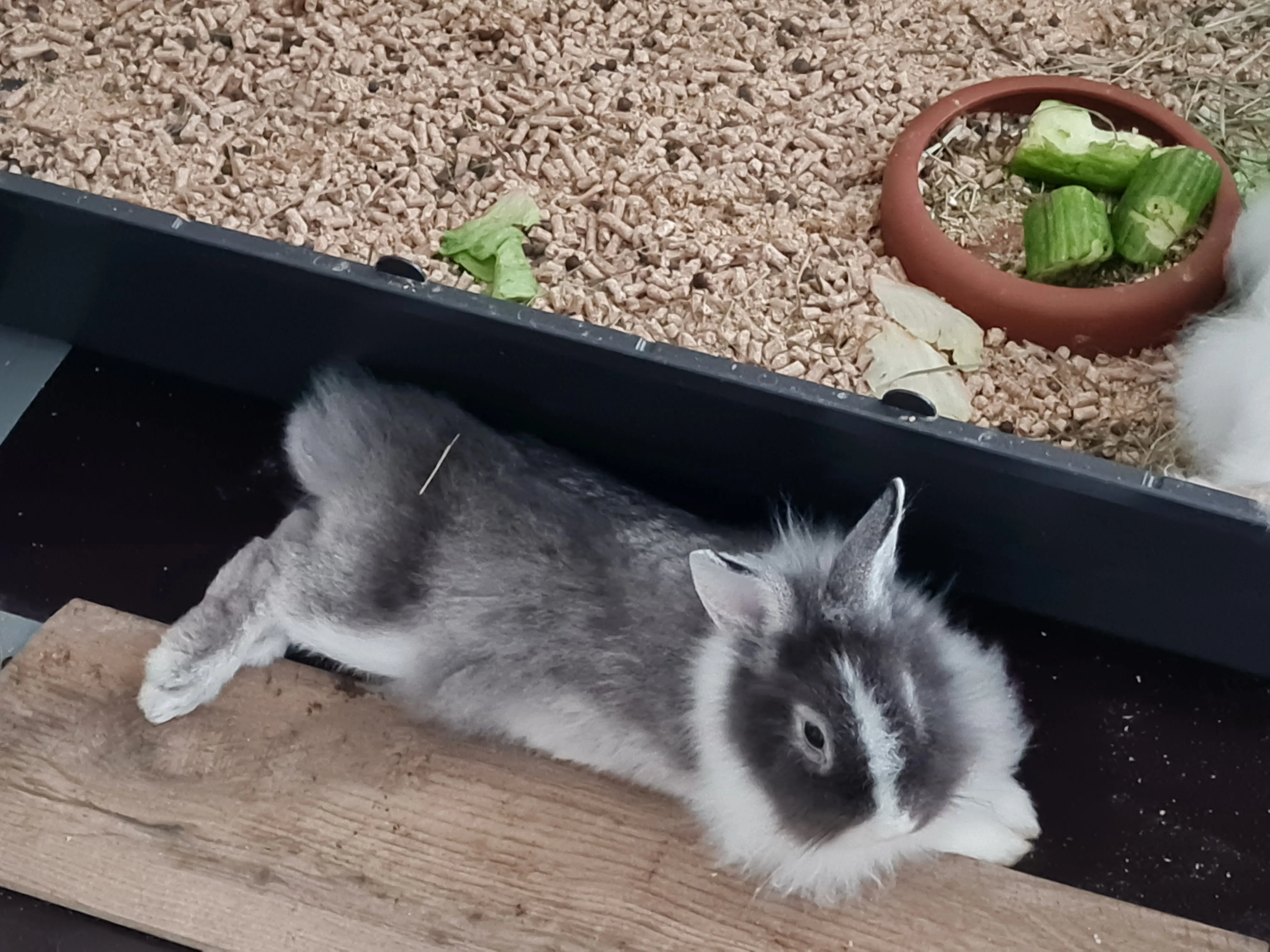 Löwenköpfchen Zwergkaninchen Hasen