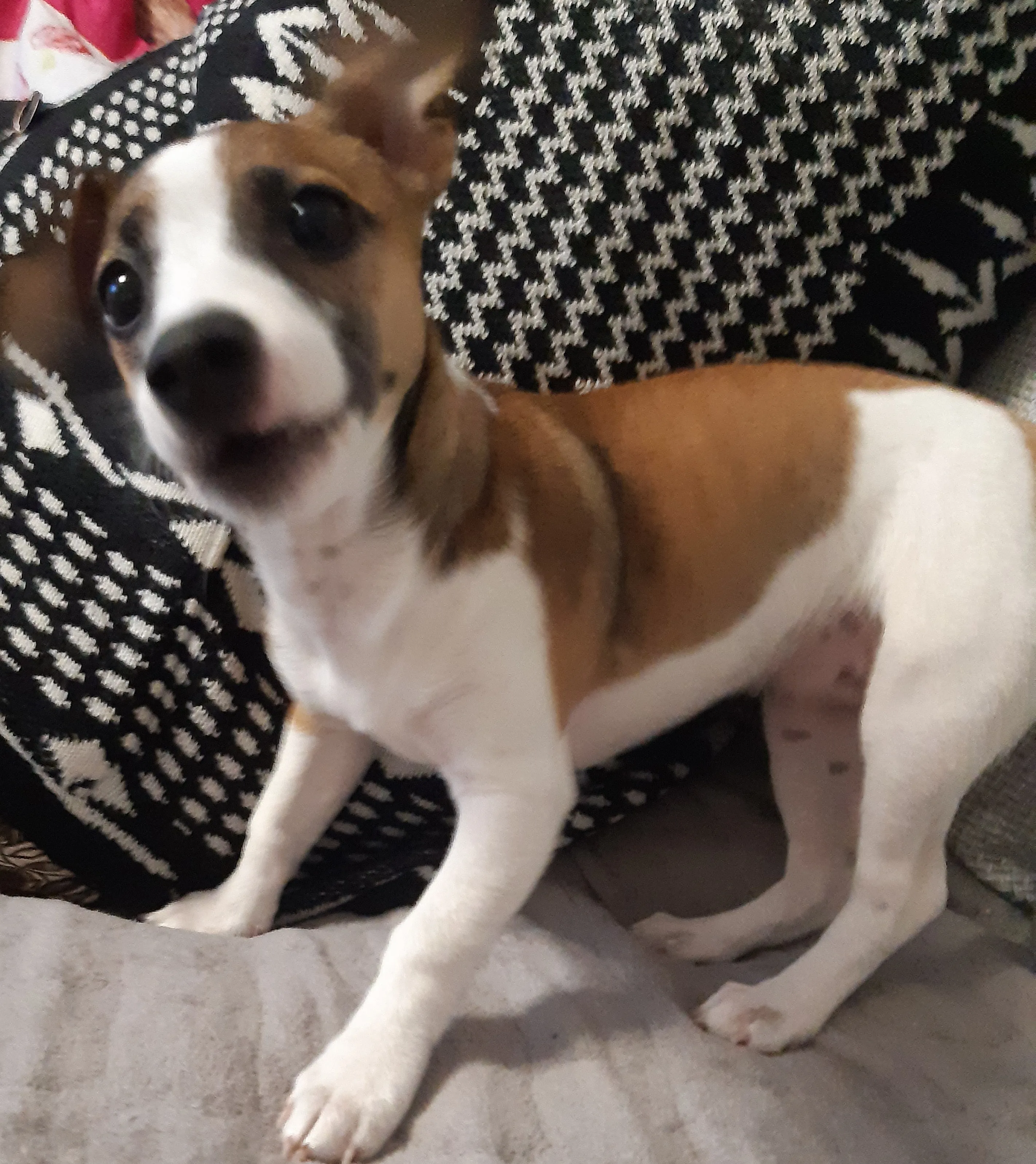 Zuverkaufen ist eine Süße Jackrussel