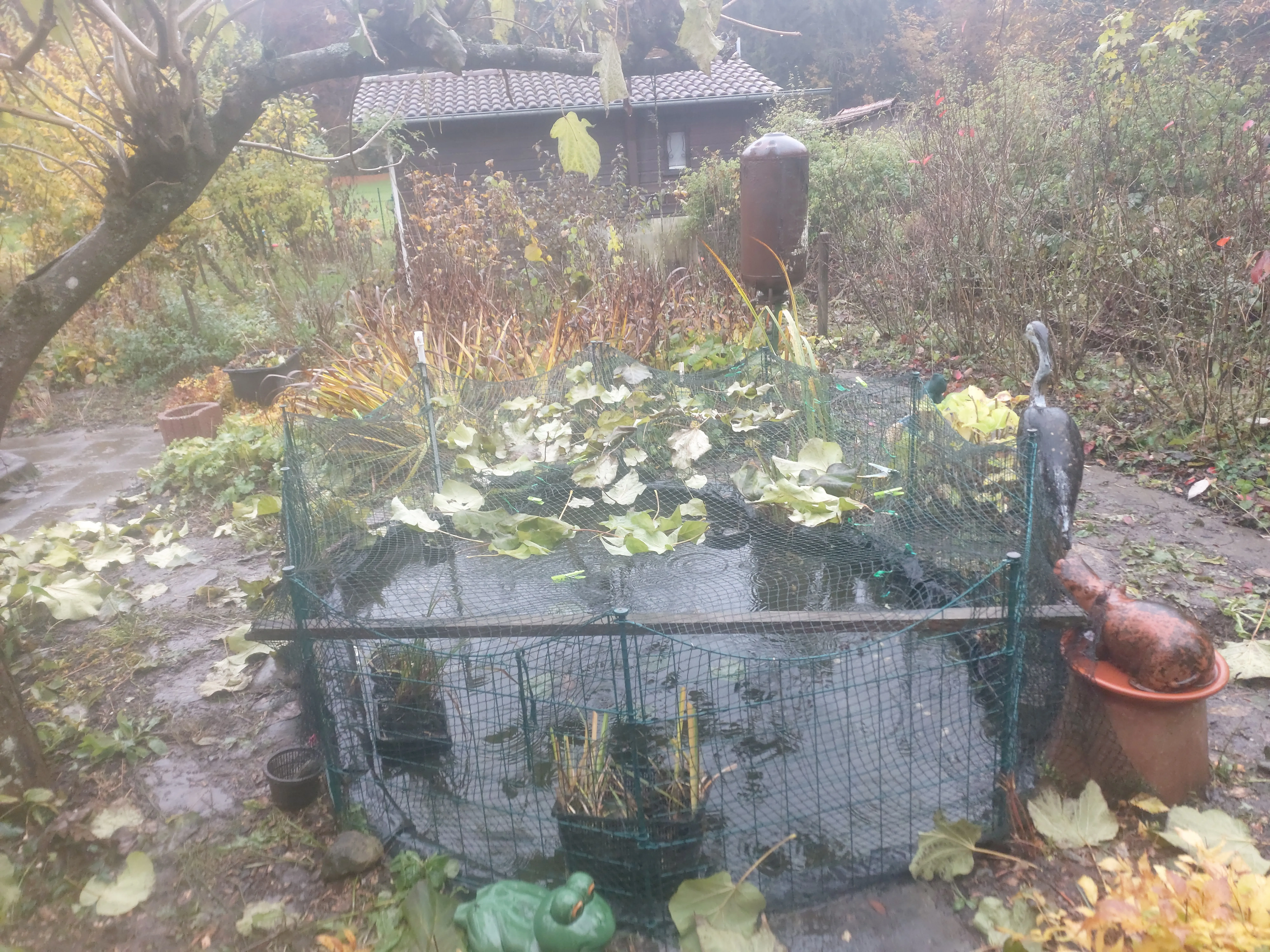 SOS 2 Goldfische + 2 Schwarzfische zu verschenken- Leck im Teich