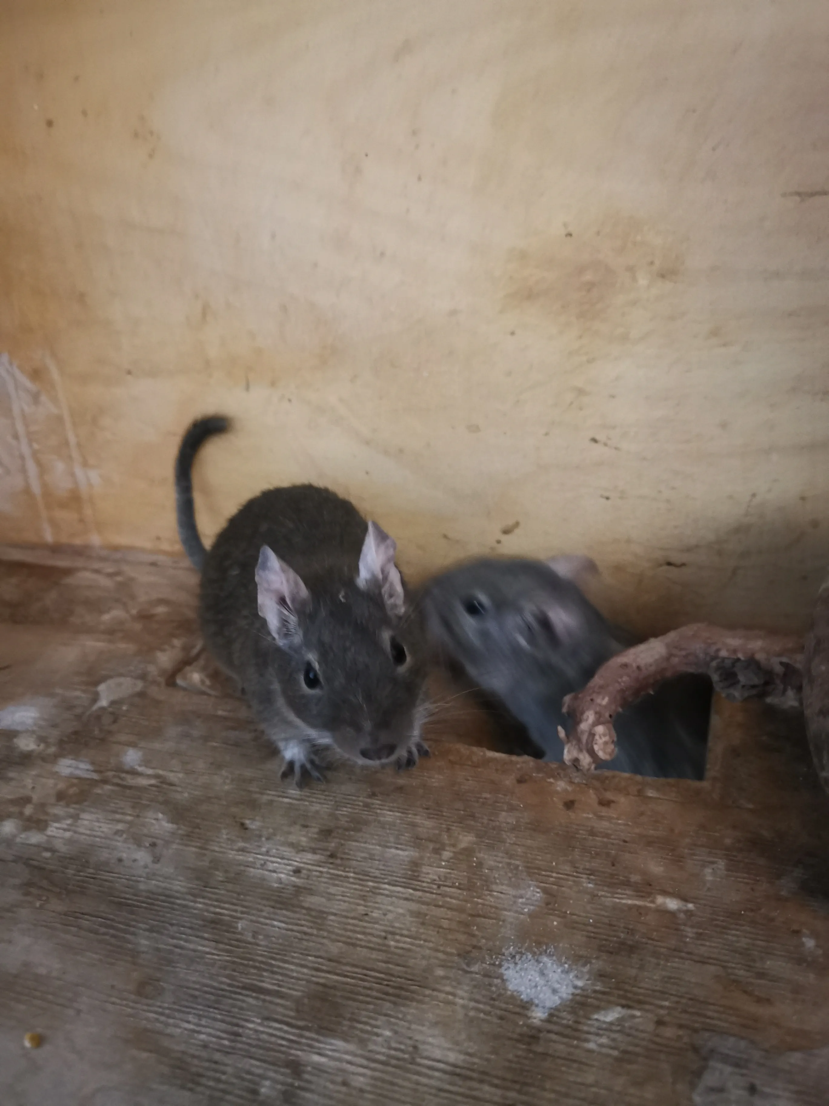 2 männliche Degus abzugeben – Bild 1