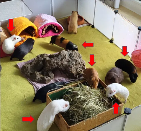 Glatthaar und Crested, weiblich, Jungtiere zu VERSCHENKEN – Bild 1