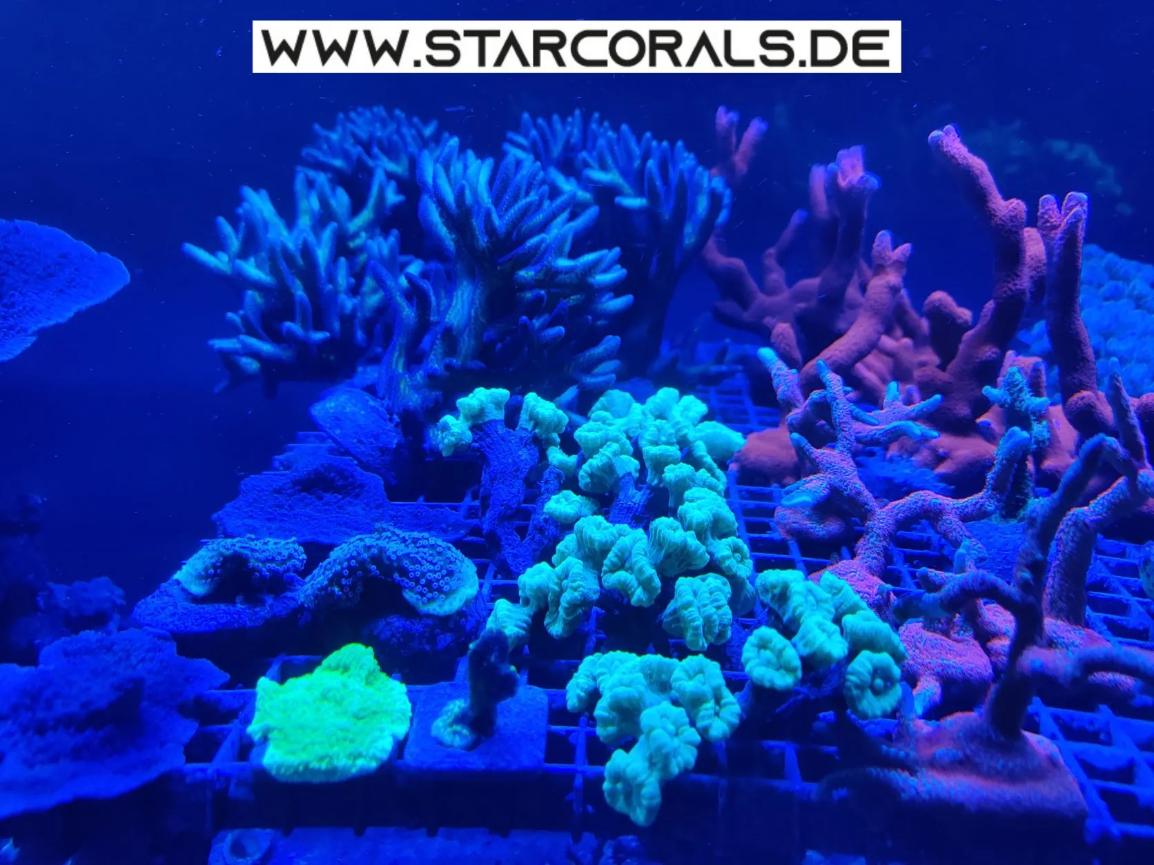 Korallen (SPS, LPS) aus eigener Nachzucht zu verkaufen