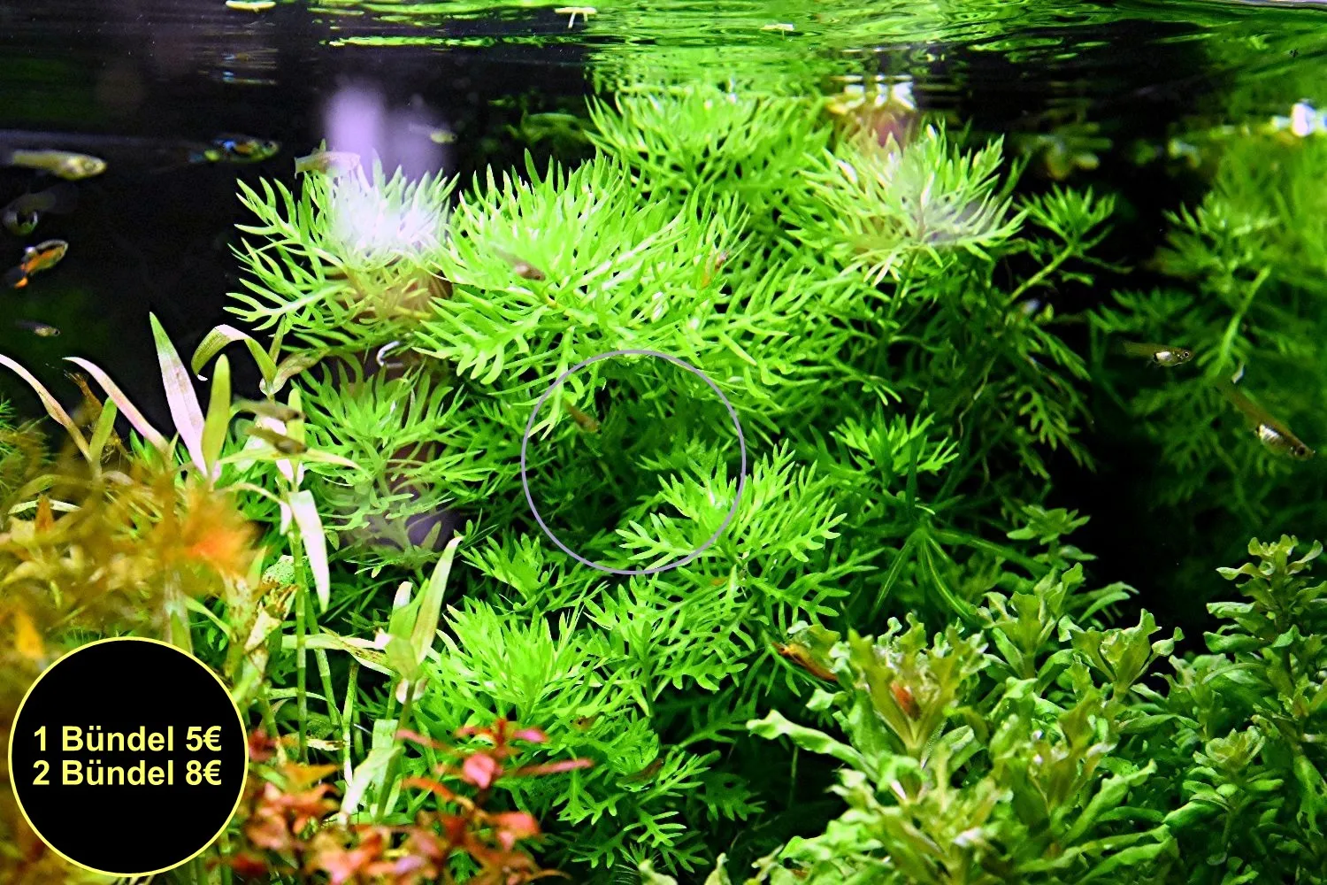 Wasserprimel, Bündel, Aquarienpflanzen,AKTION! (Versand/ Abholung)