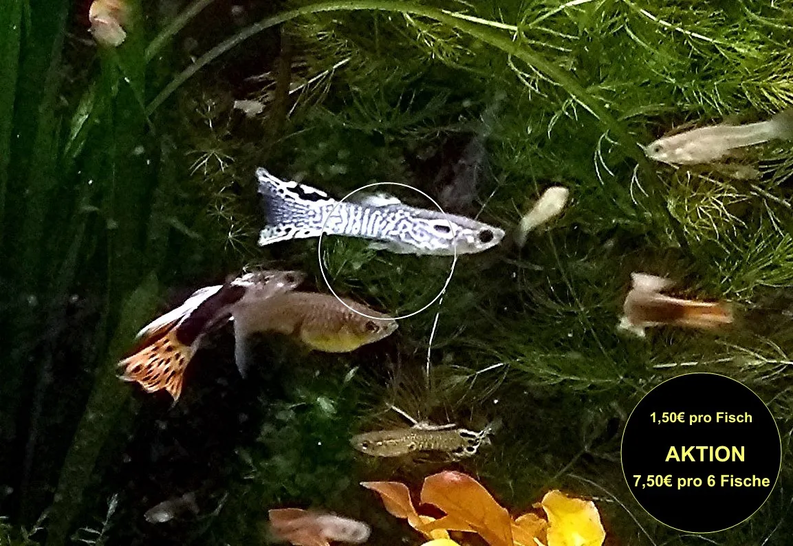 Guppy Mixe, AKTION!, 7,50€/ 6 Stck. (Versand/ Abholung)