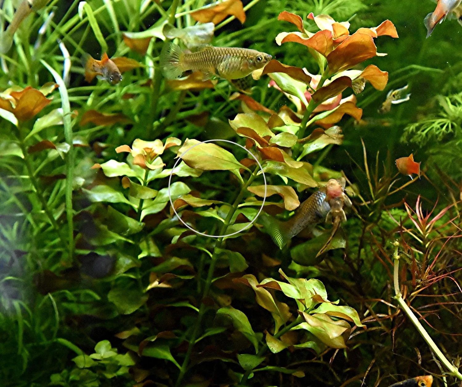 Bunte Ludwigie (Mesakana),  Bündel, Wasserpflanzen (Versand/ Abholung)