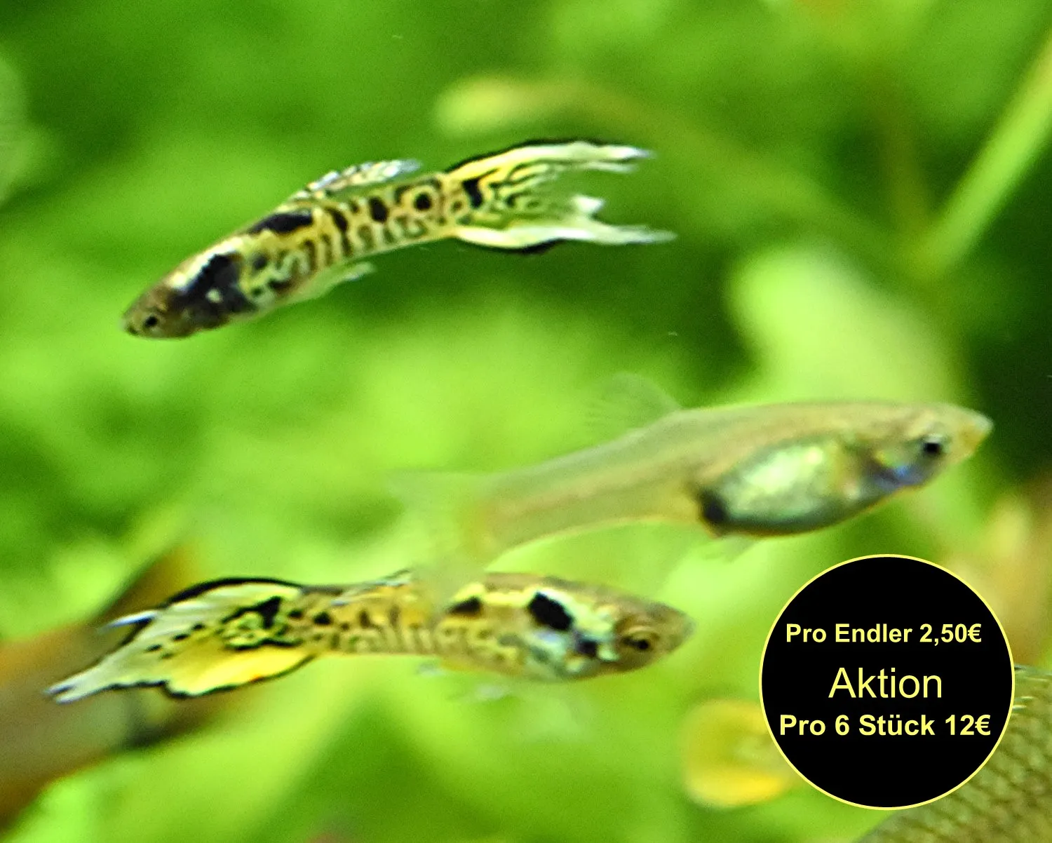 Tiger Endler, reinerbig, RARITÄT, Aktion (Versand/ Abholung)