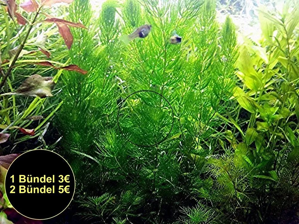 Rotstängeliges Hornblatt  Mexiko , Bündel, Aquarienpflanzen (Versand/ Abholung)