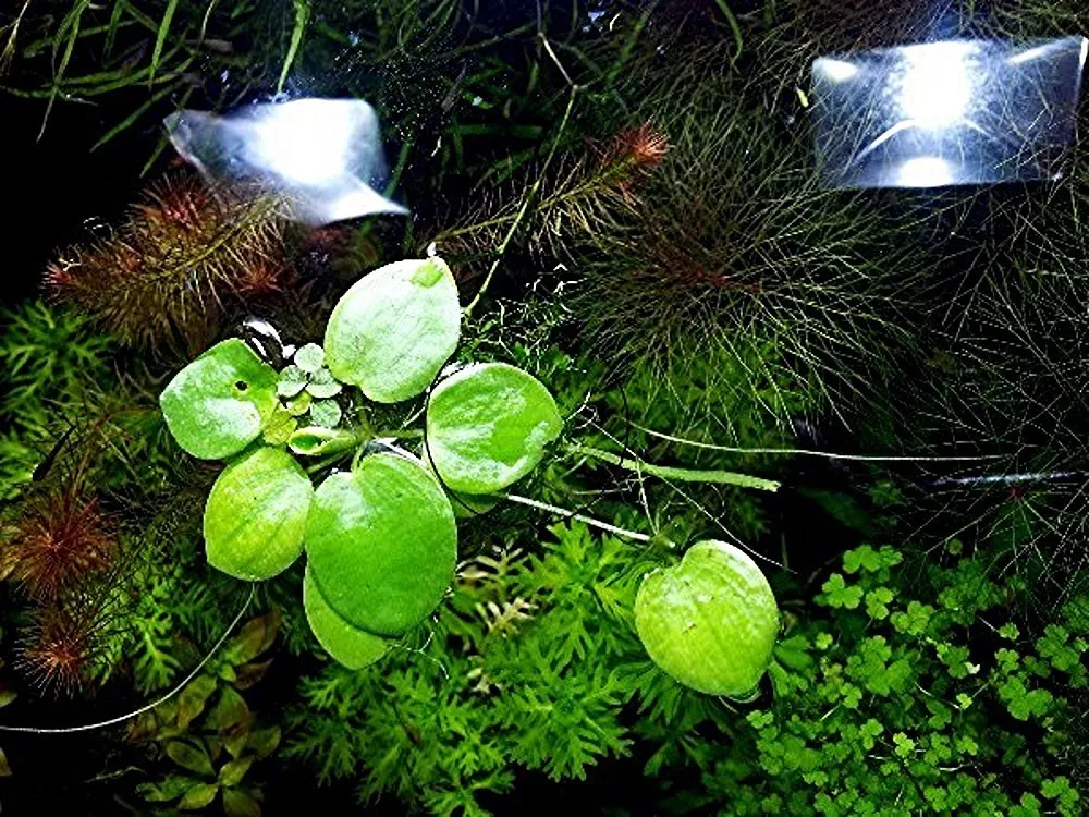Froschbiss, Aquariumpflanzen (Versand/ Abholung)