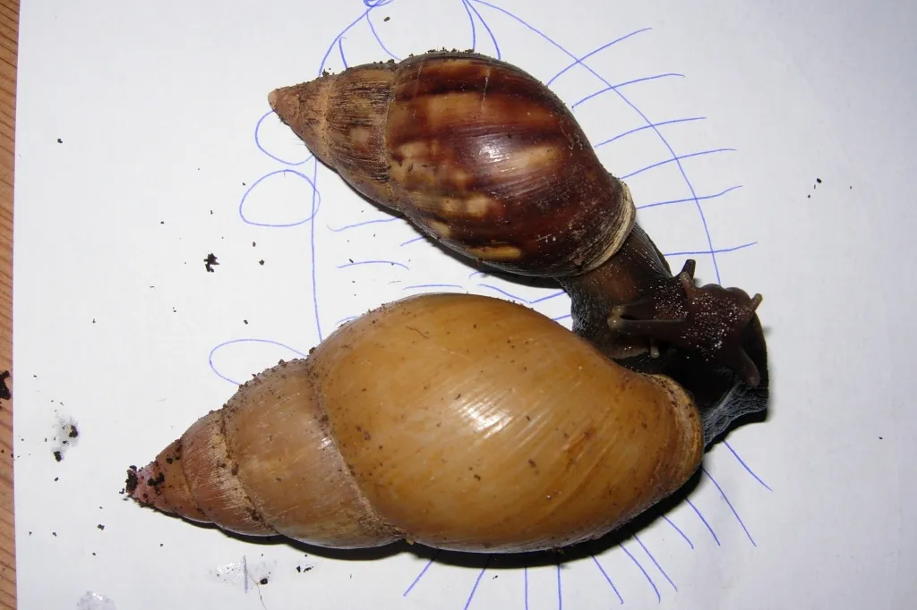 Achatschnecken Achatina Fulica/rodazii-Mischlinge?