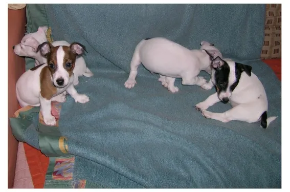 Jack- Russell- (Mix?)- Welpen – Bild 1