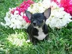 chihuahua maedchen bildschoen mit exelentem pedegree