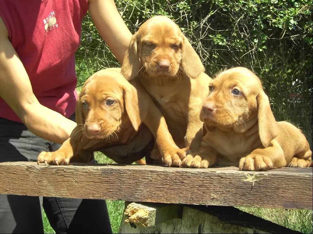 Rauhaarige Magyar Vizsla – Bild 1