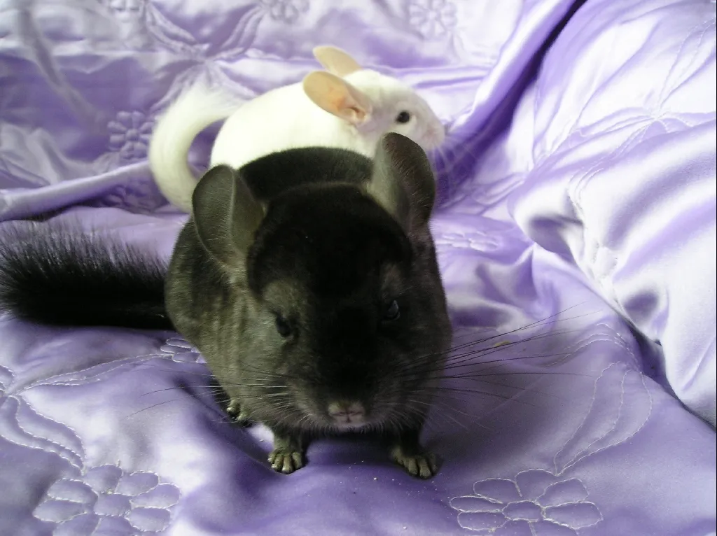 Junge Chinchillas – Bild 1