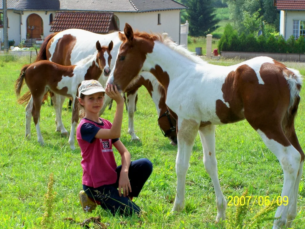 American Painthorsefohlen mit bestem Pedigree