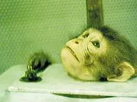 STOPT Tierversuche! -Warum?