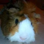 Mr. Big und Little suchen gutes Zuhause