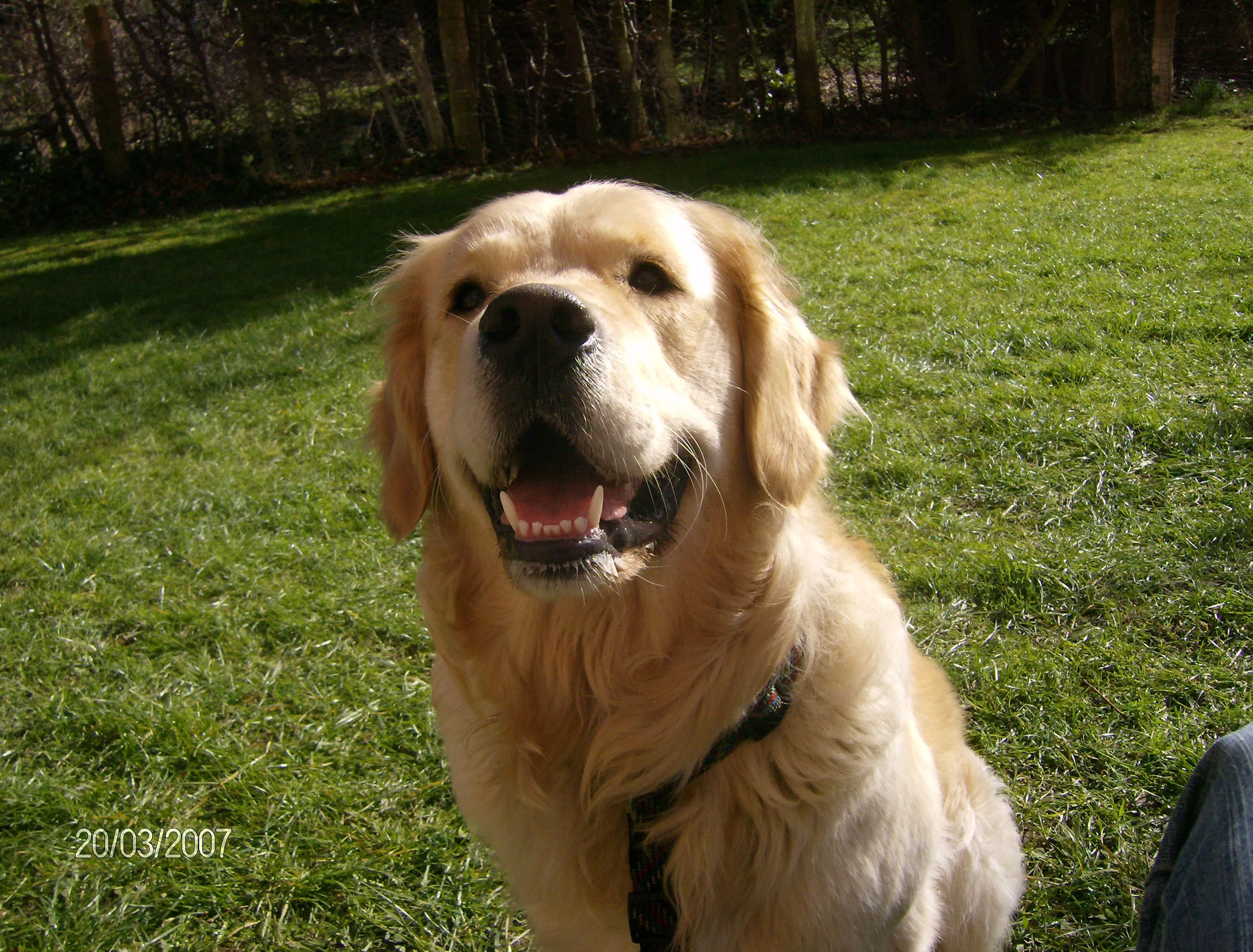 golden retriever welpen
