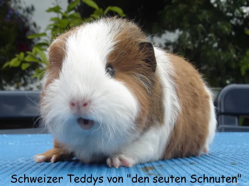 Schweizer Teddy
