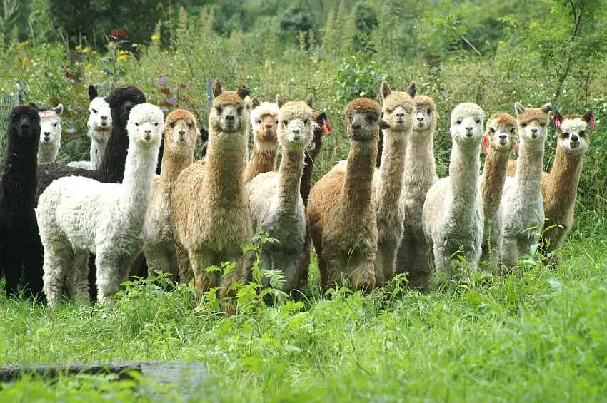 Alpakas im Verkauf