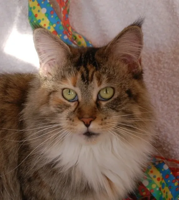 Schmusige Maine Coon Kastratin abzugeben!!!