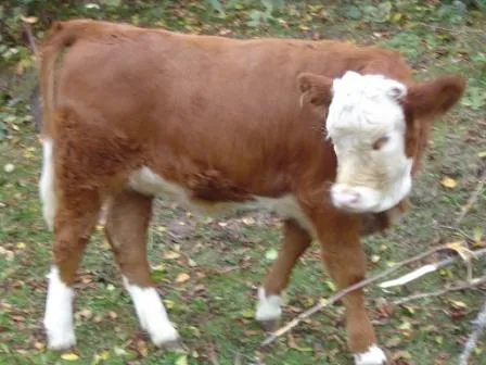 Hinterwälder Kalb – Bild 1