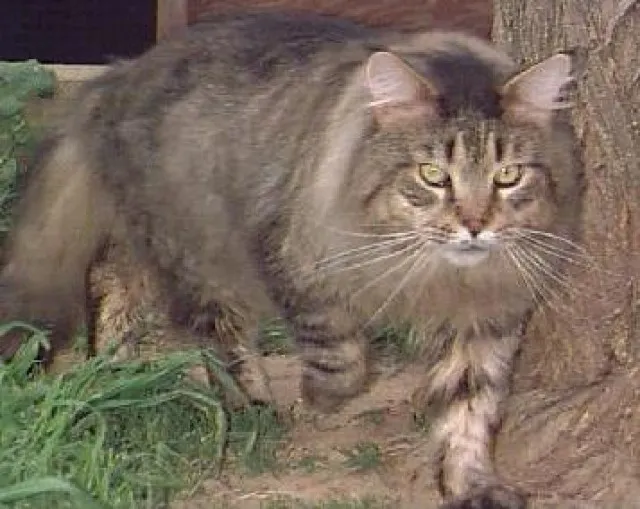 reinrassige Maine Coon Katzen-Babys von 11 Wochen
