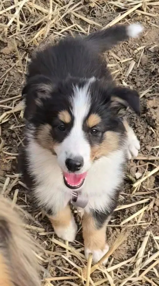 Amerikanische Collie Welpen