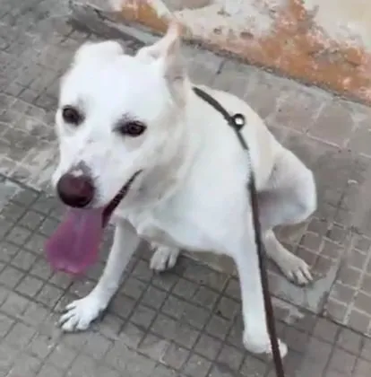 Kelly, 2 Jahre, sucht Happy-Home