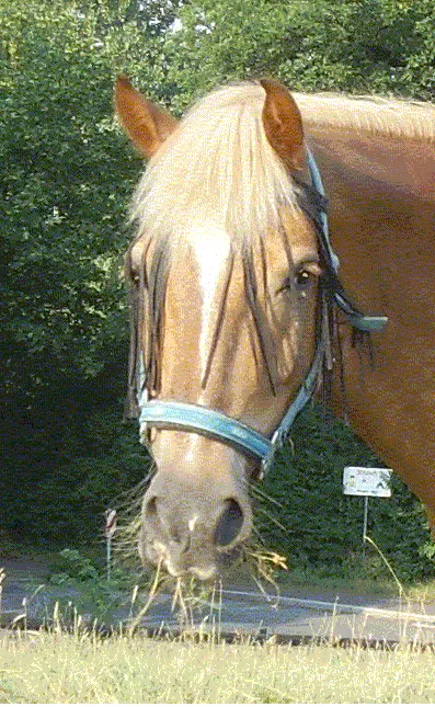 Biete Reitbeteiligung an Haflingerwallach – Bild 1