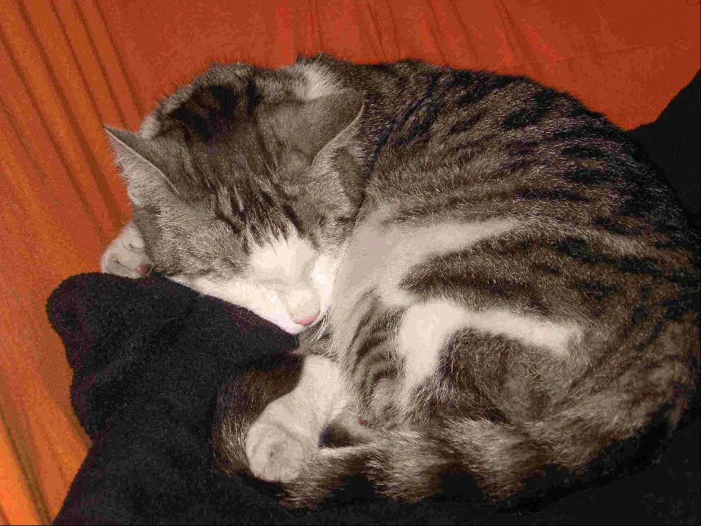 Katze in Halle/S. zugelaufen – Bild 1