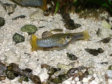 Perugiakärpflinge / Limia perugiae