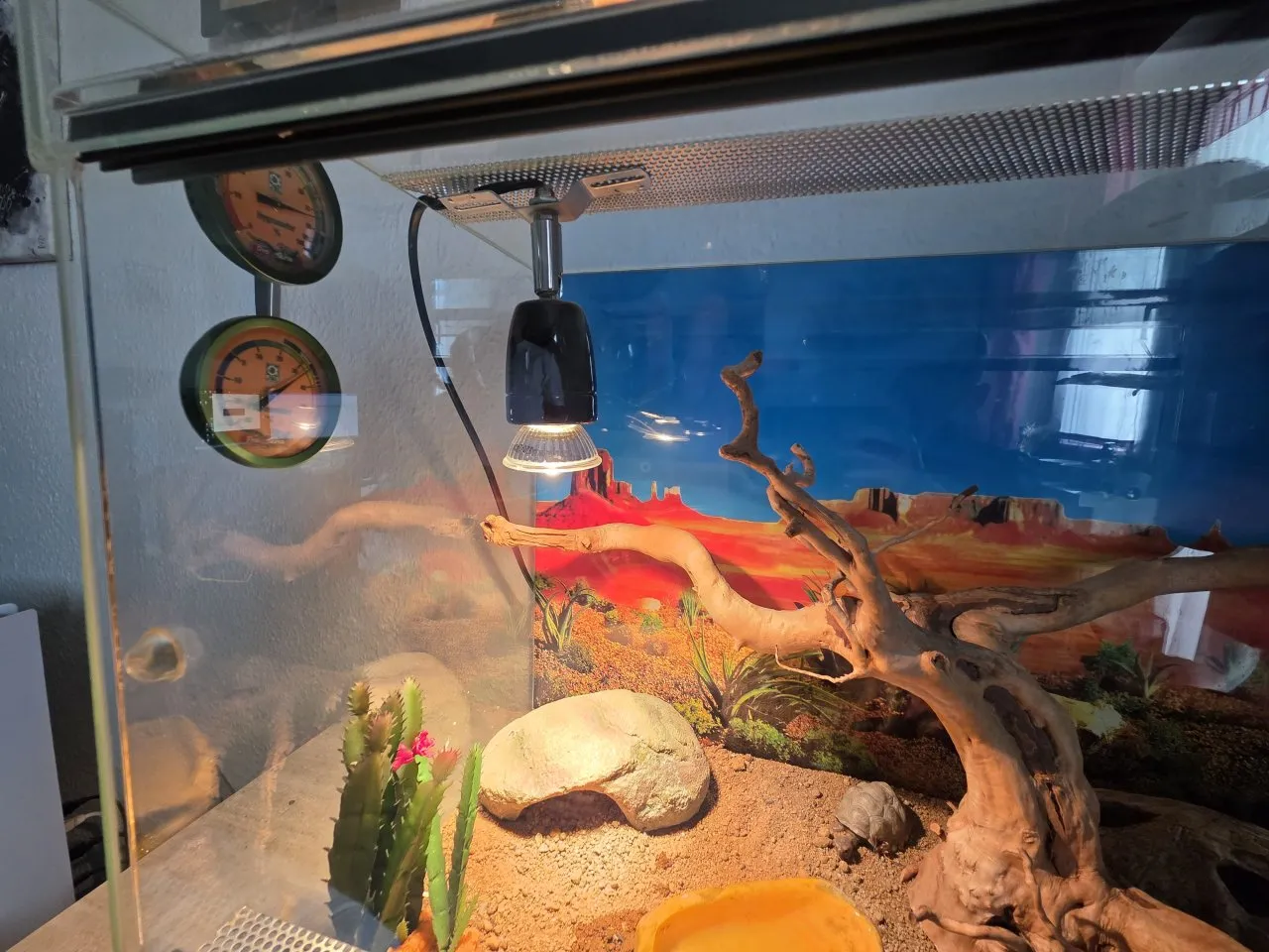 Mauergecko mit Zubehör
