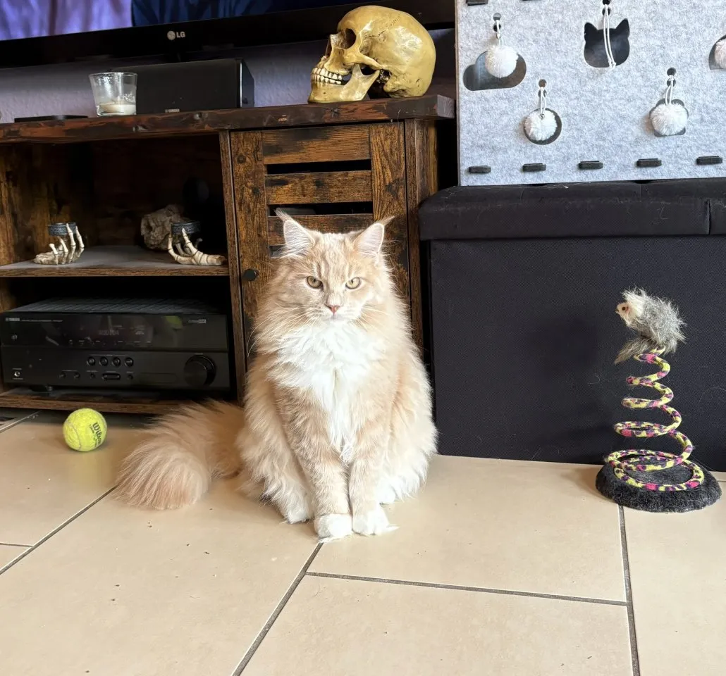 Kleiner Kater BKH _Maincoon Mix sucht neues zuhause