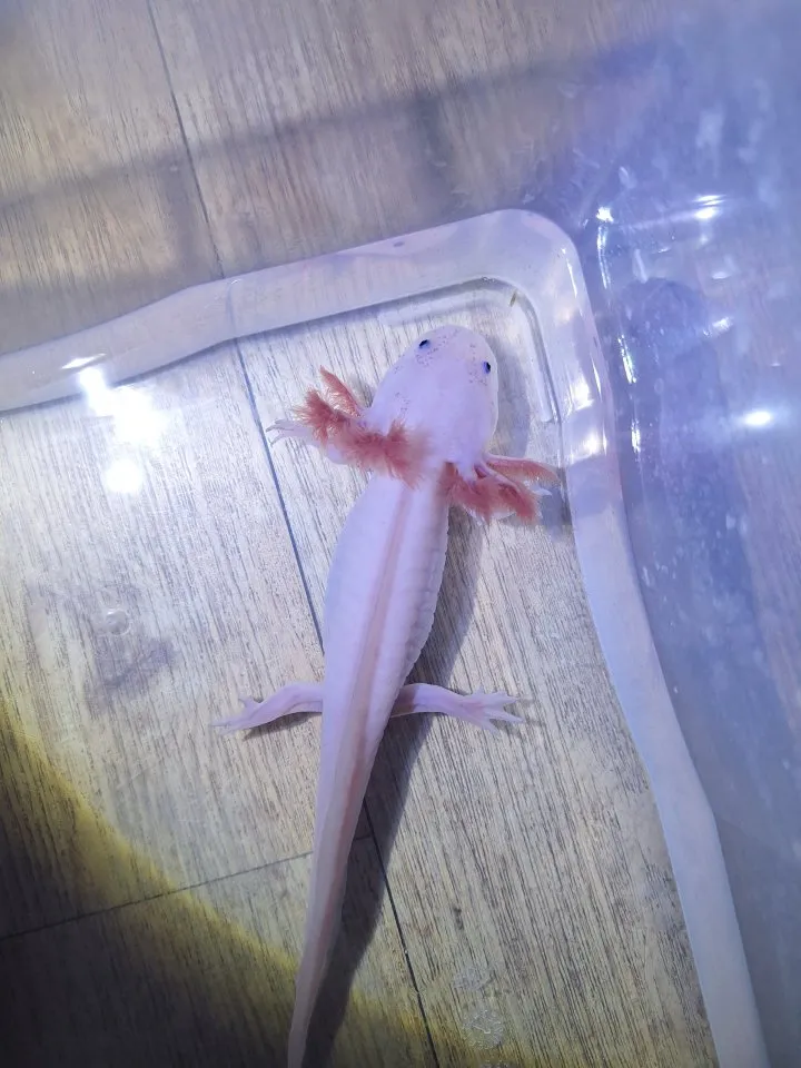 Axolotl Nachzucht