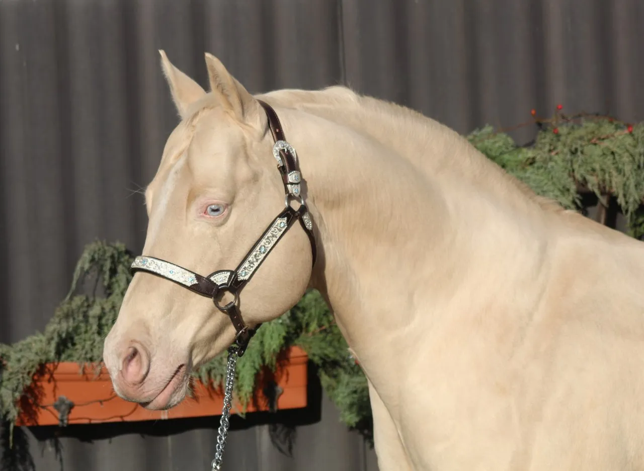 AQHA Cremello Deckhengst