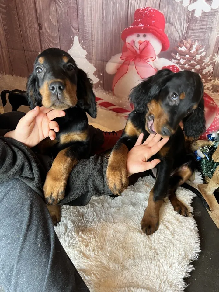 Wunderschöne Gordon Setter Welpen