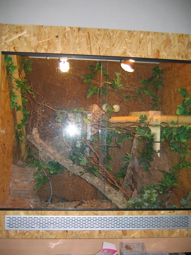 !!!2 Stirnlappenbasilisken (Paar?) in einzigartigem terrarium!!!