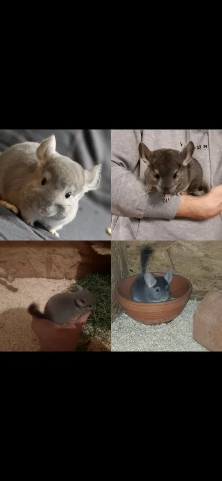 Chinchilla Jungtiere