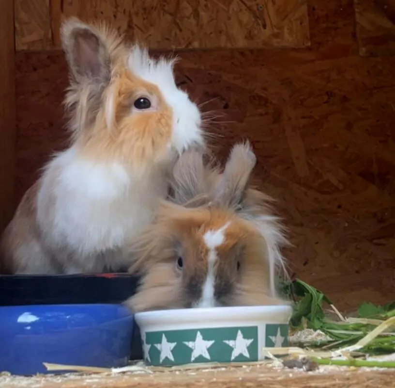 ABBY und LUNA - Löwenköpfchen - 2 Jahre - Tierhilfe-Franken e.V.