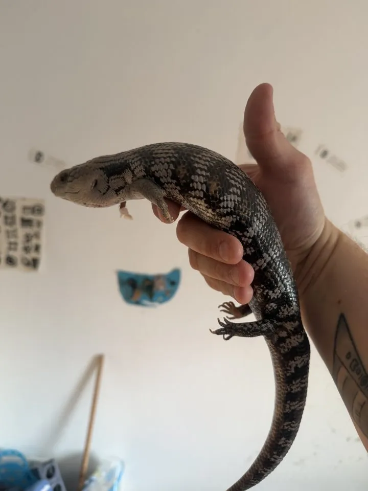 2 Blauzungenskinke abzugeben
