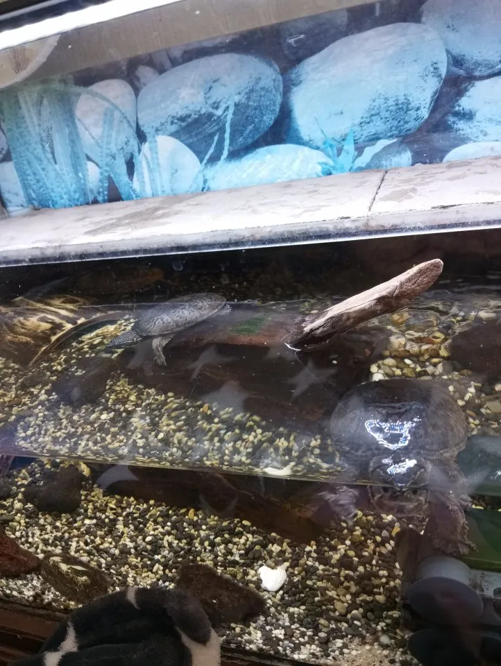 Wasserschildkröten mit Terrarium